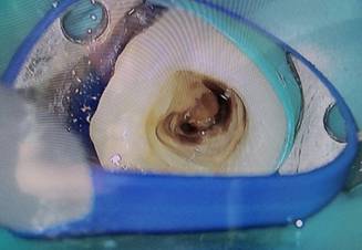 u[, , , {E ܂܂Ă摜